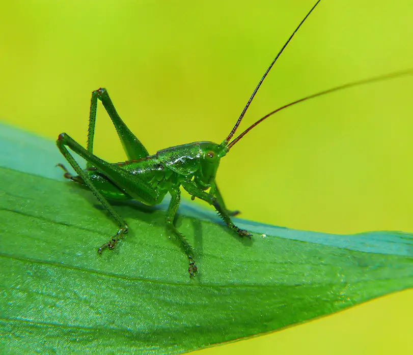 Por-qué-los-grillos-son-un-símbolo-de-buena-suerte-ignis-natura