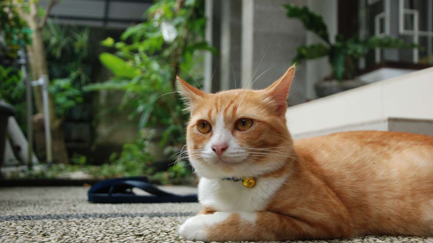 Sabías que si se te acerca un gato blanco con amarillo es porque…