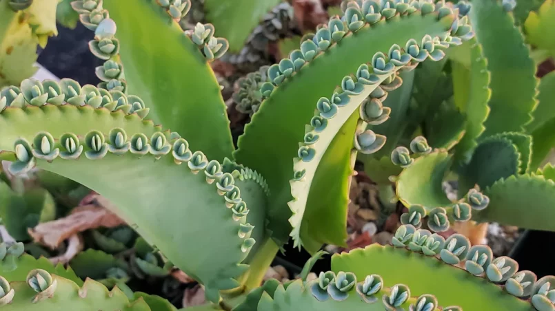 kalanchoe-beneficios-salud-ignis-natura