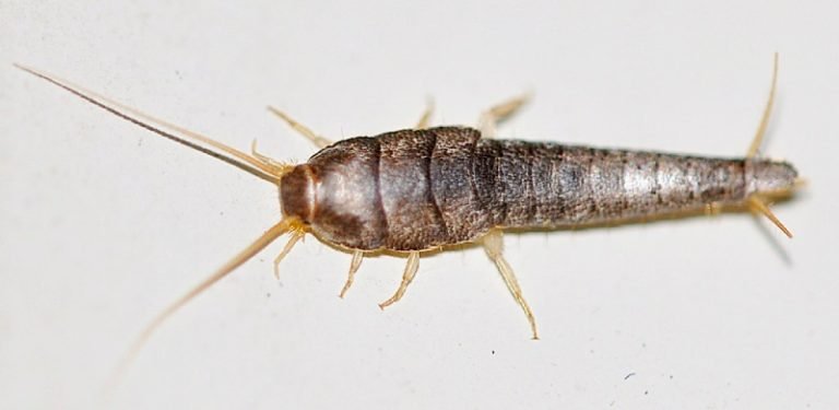 lepisma-que-pasa-si-llegan-a-casa-ignis-natura