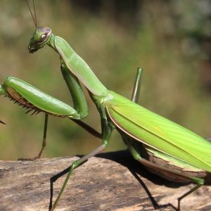 mantis-religiosa-suerte-ignis-natura