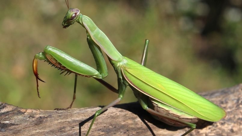 mantis-religiosa-suerte-ignis-natura