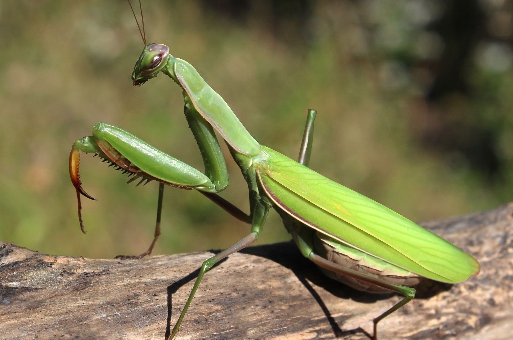 mantis-religiosa-suerte-ignis-natura