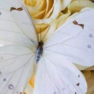 mariposa-blanca-significado-ignis-natura