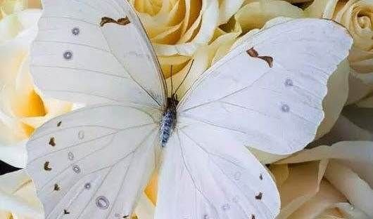 mariposa-blanca-significado-ignis-natura