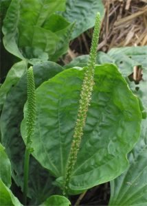 plantago-major-platano-hoja-ancha-medicinal-ignis-natura