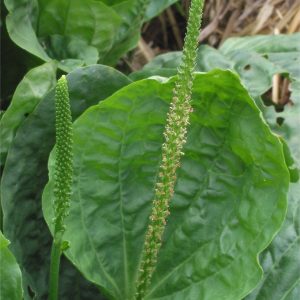 plantago-major-platano-hoja-ancha-medicinal-ignis-natura