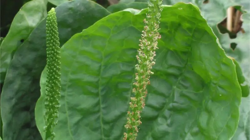 plantago-major-platano-hoja-ancha-medicinal-ignis-natura