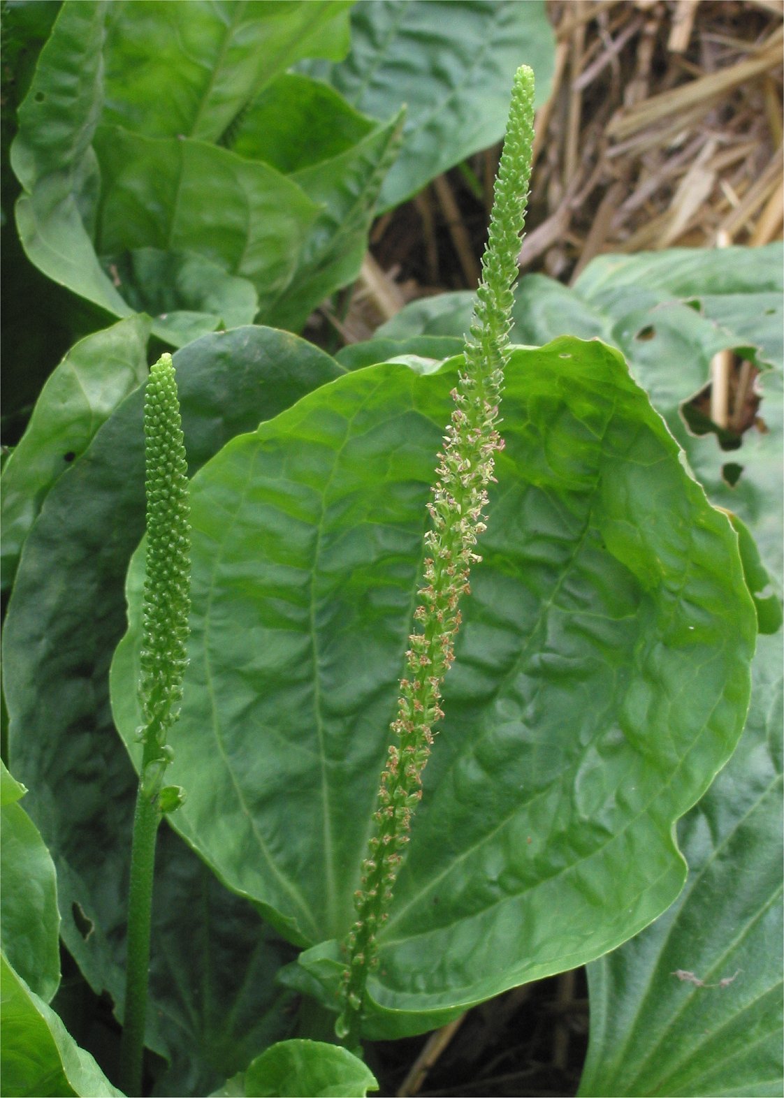 El poder oculto de esta planta: Plantago major, una maravilla de la naturaleza