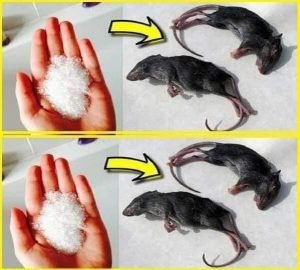 ratas-ratones-plaga-casa-ignis-natura