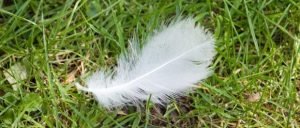 significado-pluma-blanca-ignis-natura