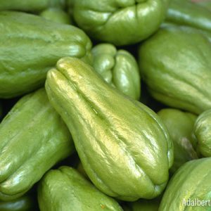 cultivar-chayote-cayote-ignis-natura