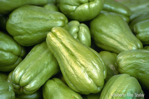 cultivar-chayote-cayote-ignis-natura