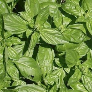 albahaca-beneficios-que-pasa-si-comes-mucha-albahaca-ignis-natura