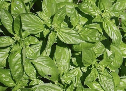 albahaca-beneficios-que-pasa-si-comes-mucha-albahaca-ignis-natura