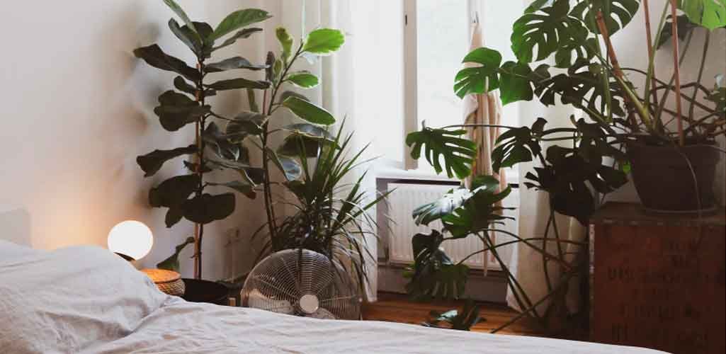 Descubre por qué deberías evitar tener plantas en tu habitación mientras duermes