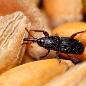 gorgojos-en-casa-ignis-natura