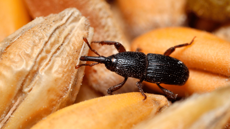 gorgojos-en-casa-ignis-natura