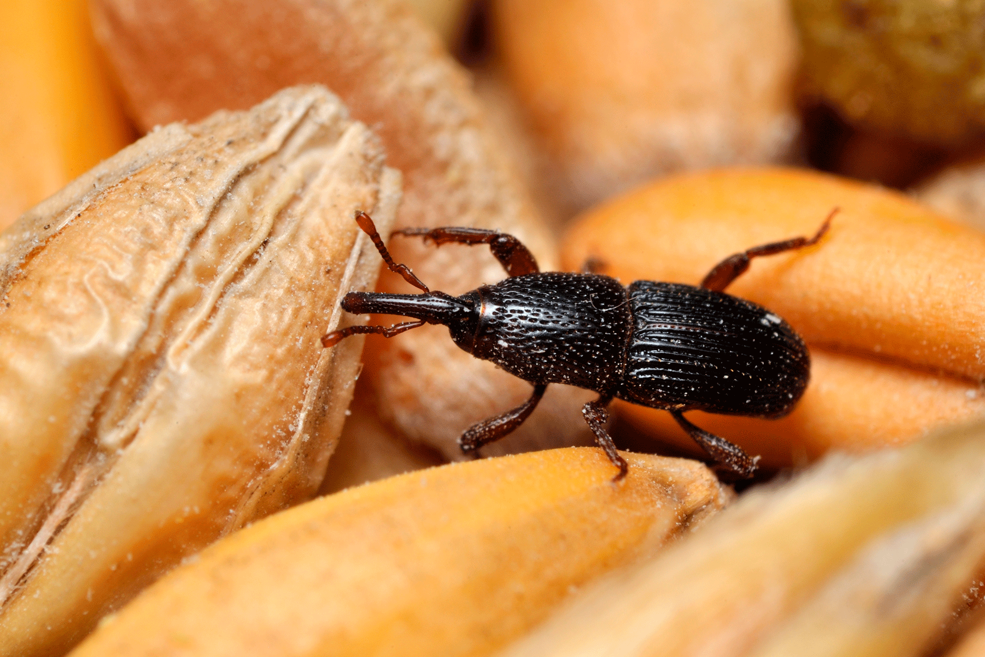 gorgojos-en-casa-ignis-natura