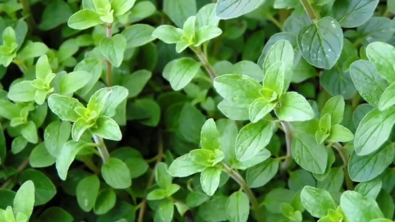 hoja-de-oregano-al-fuego-ignis-natura