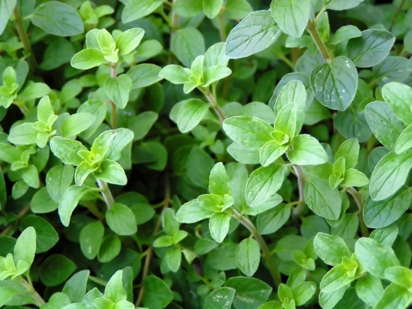 No Te Imaginas los Increíbles Beneficios que Tiene el Poner una Hoja de Orégano al Fuego