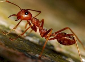 hormigas-rojas-secretos-ignis-natura