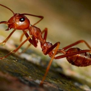 hormigas-rojas-secretos-ignis-natura