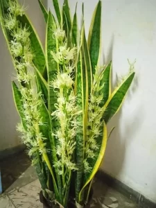 florecer-lengua-de-la-suegra-mantener-olor-ignis-natura