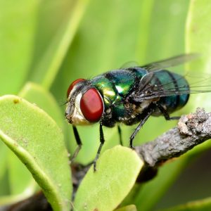 mosca-verde-ignis-natura