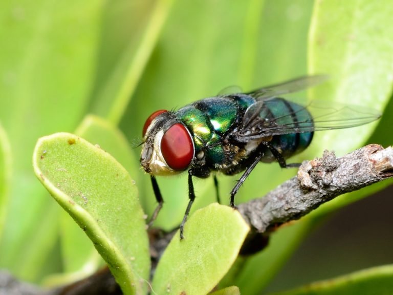 mosca-verde-ignis-natura