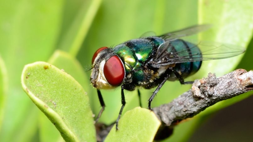 mosca-verde-ignis-natura