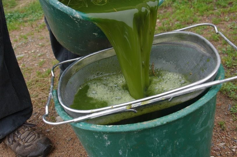 Macerado de ortiga: El abono más potente, el mejor pesticida, ¡cómo prepararlo y todos sus usos!