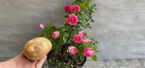 dejar-papa-en-planta-durante-la-noche-beneficios-ignis-natura