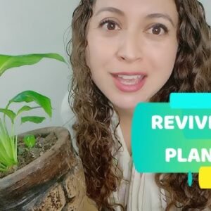 revive-plantas-solucion-vegetal-ignis-natura