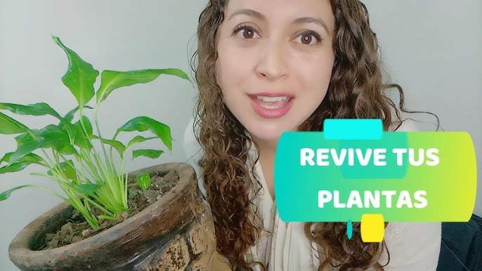 Parece casi imposible, pero es todo cierto: resucita tus plantas muertas con esta Solución de Reanimación Vegetal