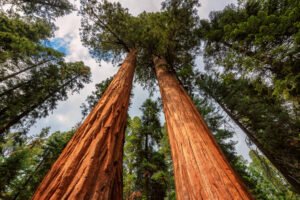 secuoya-mujer-dos-gigantes-naturaleza-ignis-natura