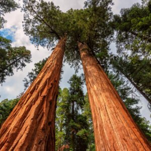 secuoya-mujer-dos-gigantes-naturaleza-ignis-natura