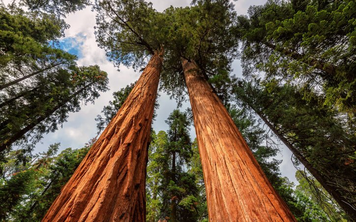 secuoya-mujer-dos-gigantes-naturaleza-ignis-natura