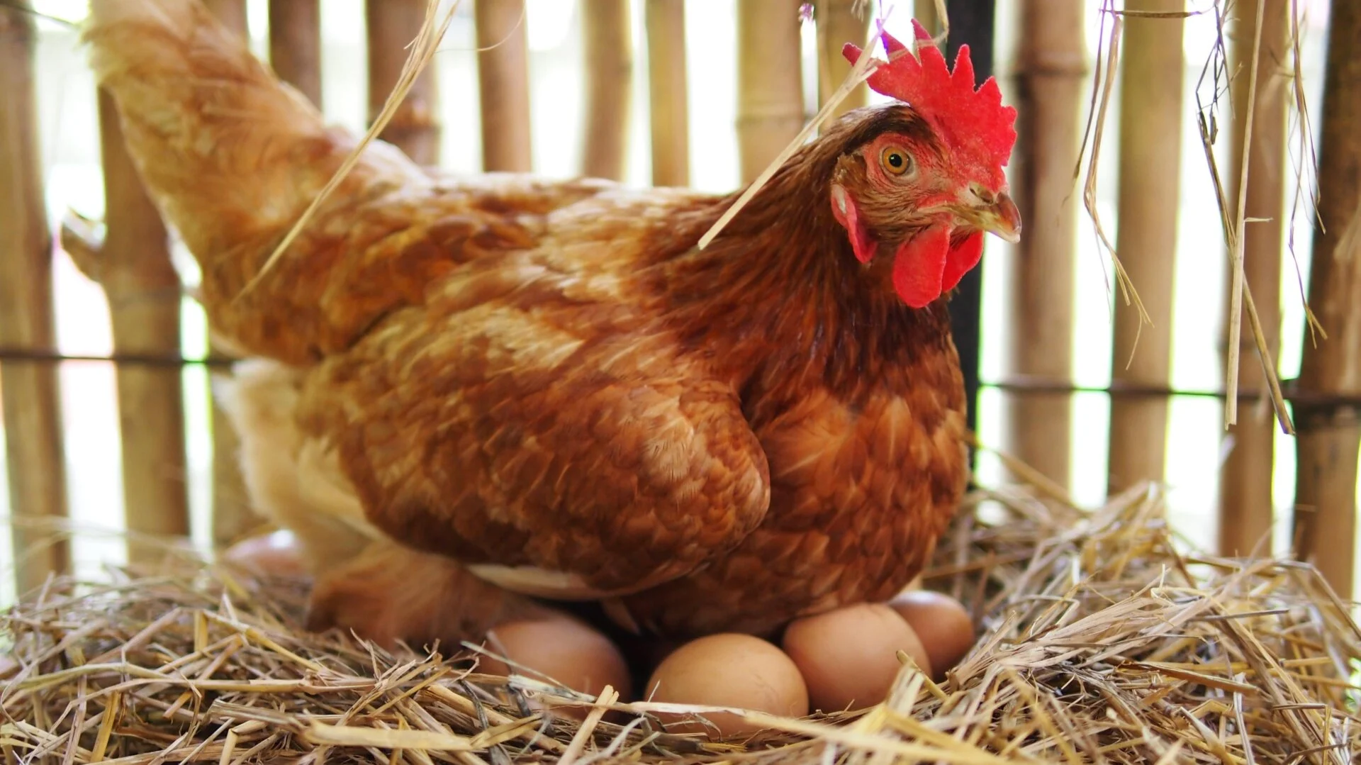 5 consejos para que tu gallina ponga más huevos sin estresarla