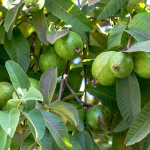 guayaba-beneficios-salud-ignis-natura