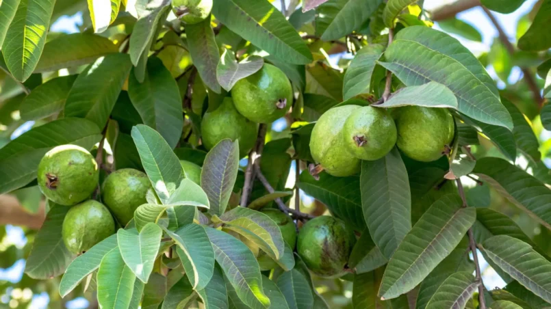 guayaba-beneficios-salud-ignis-natura