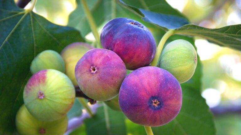 savia-higio-beneficios-ignis-natura