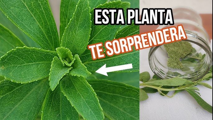 increibles-beneficios-de-la-stevia-para-tu-salud-ignis-natura