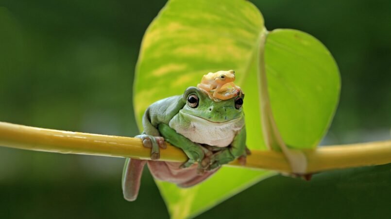 significado-ranas-en-tu-casa-ignis-natura