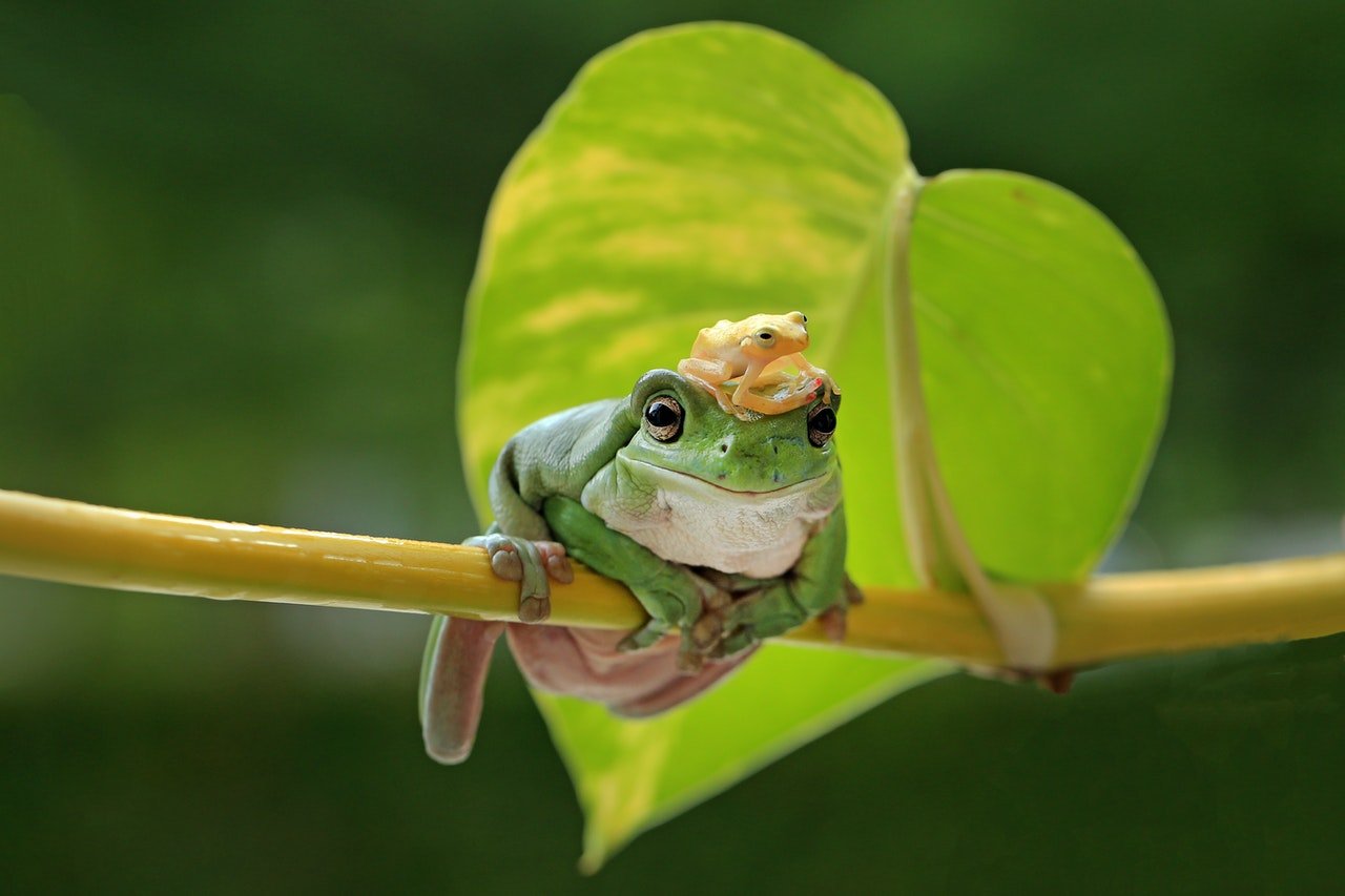 significado-ranas-en-tu-casa-ignis-natura