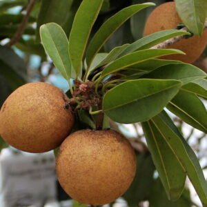 chicozapote-beneficios-ignis-natura