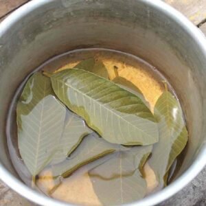 té-hoja-guayaba-beneficios-ignis-natura