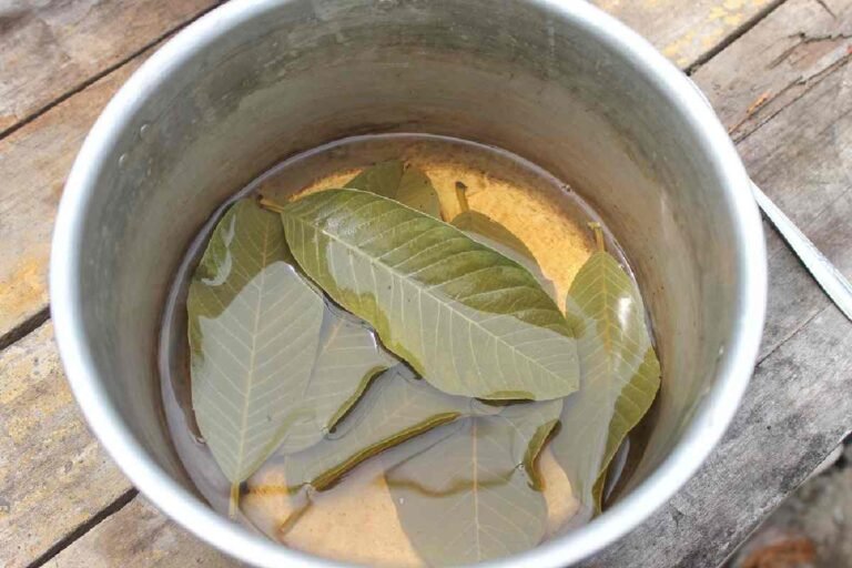 té-hoja-guayaba-beneficios-ignis-natura
