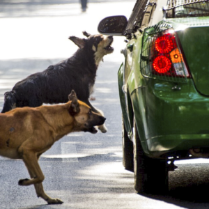 perro-ladra-auto-ignis-natura