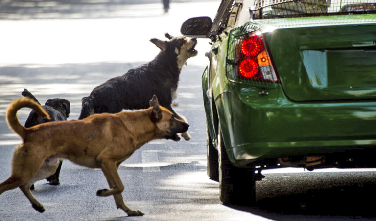 perro-ladra-auto-ignis-natura